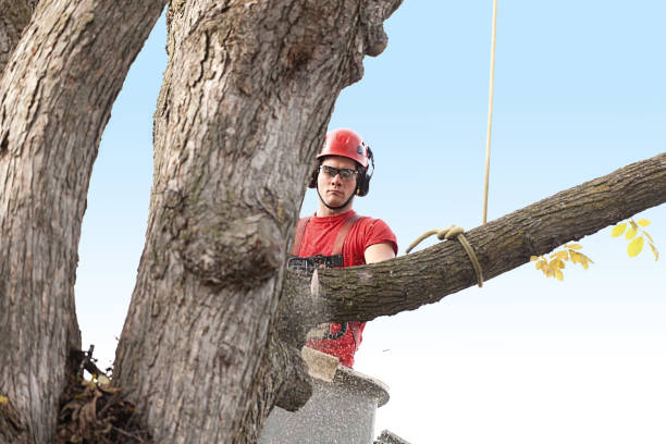 Best Hazardous Tree Removal  in Fort Belknap Agency, MT