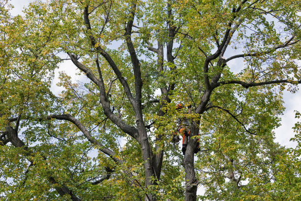 Best Commercial Tree Services  in Fort Belknap Agency, MT